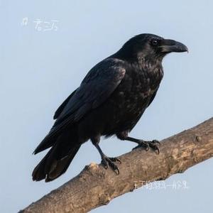 天下的乌鸦一般黑 (Cover 小炎同学)