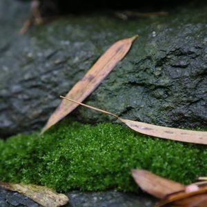 苔痕锈爱
