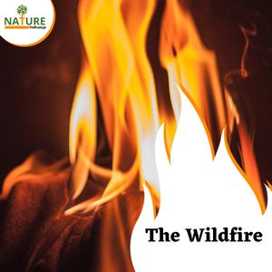 Deep Dreams of Ocean Waves