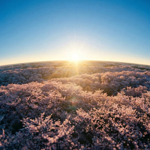 ゆりかごの花びら