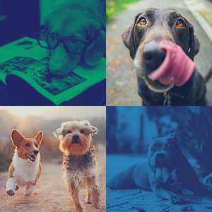 一尘不染训练犬印象数