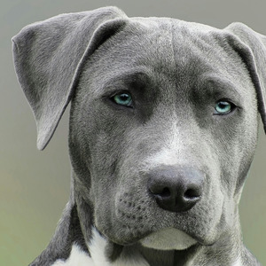 Missão das abelhinhas