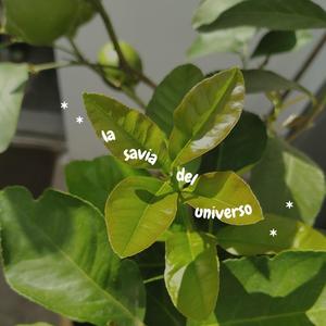 La Savia Del Universo