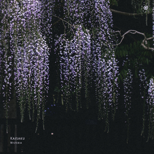Wisteria