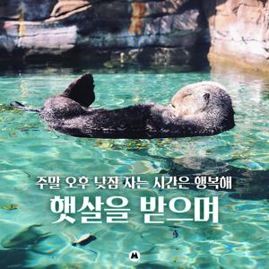 나른한 오후에