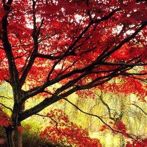 有声无人雨 (16)