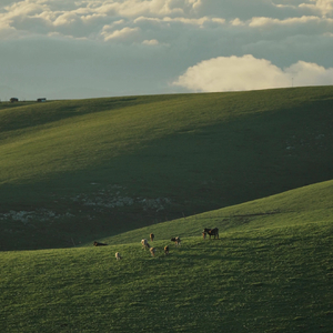 草原的静谧回响