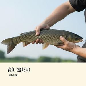 青鱼