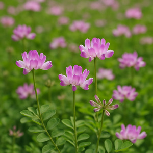 レンゲソウ (piano)