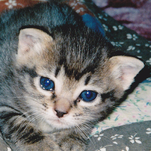 Jump Up！飛び立て！ (feat. 初音ミク)