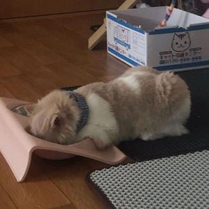 你的轮廓（翻自 叶琼琳）