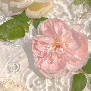 jianxin's+class 作词: Apricot 作曲、编曲：Apricot /AI