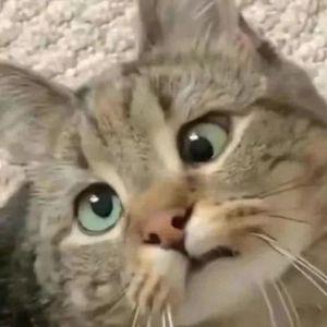 真的很难听但没法下架