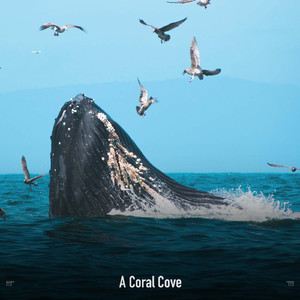 Soft Ocean Waves To Relax Your Mind