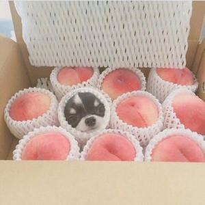 偷生（片段翻唱 李飘飘）（翻自 Peter C）