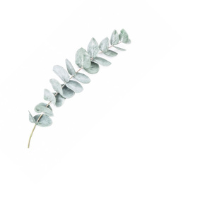 Веточки (Acoustic)