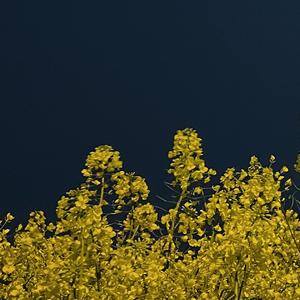 亲爱的姑娘你为何要离开