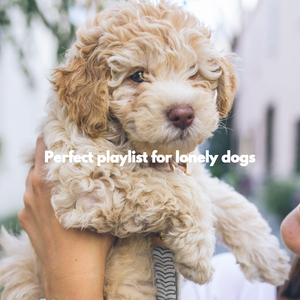 Playful (The Cutest Puppy)