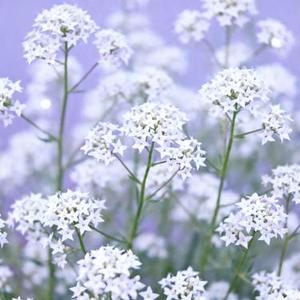 那个女孩 (Cover 张泽熙)