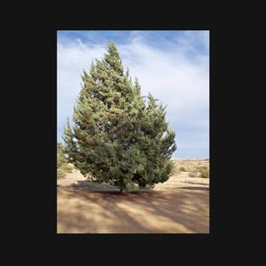 atop the conifers (feat. CHARYBDIS)