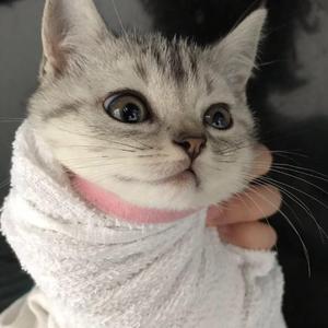 butterfly-吉他版（cover：A1 TRIP、Nick.Y）