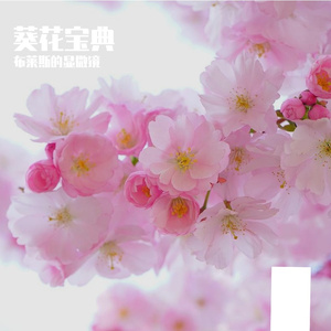 葵花宝典drill