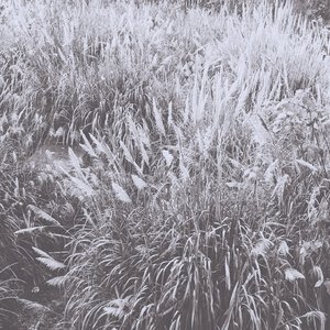 野花永不凋谢 PDP