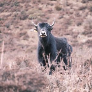 取名字很难，所以我想试试网易云的歌名到底能取多长