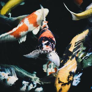 红鲤鱼与绿鲤鱼 demo