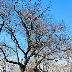 Tumi Rajar Raj Moha Raja, Pt. 1