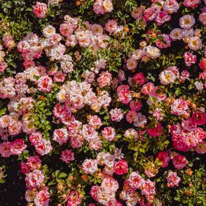 在玫瑰花田里撒野（prod.by CDY）