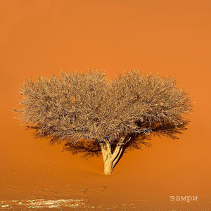 Замри