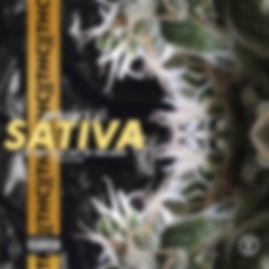 Sativa