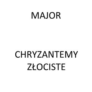 Chryzantemy Złociste