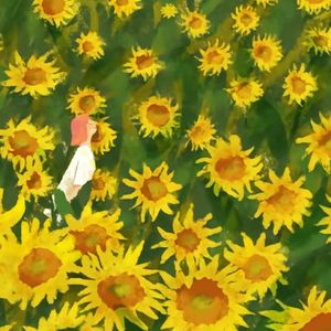 鲜花，阳光 伴奏