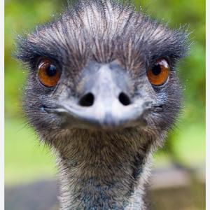 The Ostrich Hole (feat. Ava Scott)