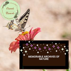 Light Rain Dispose of Thunderstorm