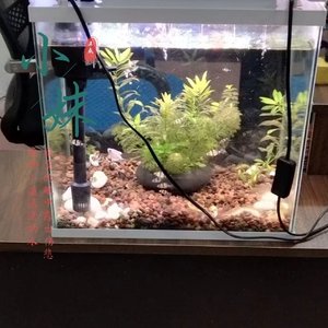 小妹 (男版)伴奏