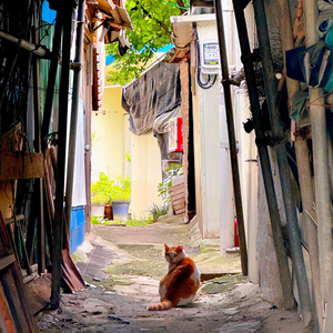 나는 너의 모든 밤들을 다 저주할래