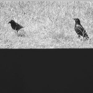 BUZZARD (feat. Snyle)