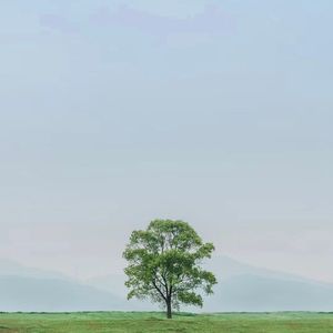 你和我一起种一棵果树吧（女版）