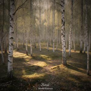 Birch