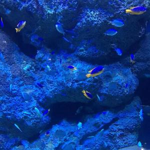 阿拉斯加的海湾 (原唱菲道尔)