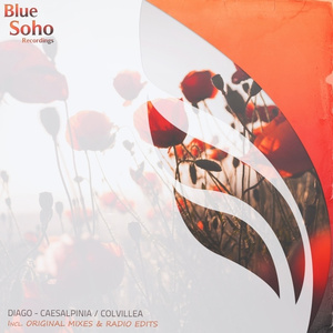 Colvillea (Original Mix)