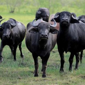 Dore Imbogo, Dore Imvubu, Dore Impala