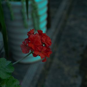 Спят усталые игрушки (не спят)
