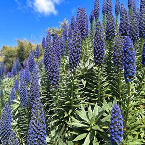 Rome (Josh Gudwin Remix)