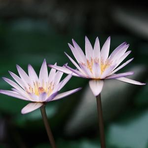 花朵的舒展（钢琴）