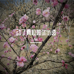 动了真心被你伤透（合唱版）