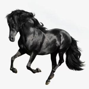 小镇青年的黑骏马